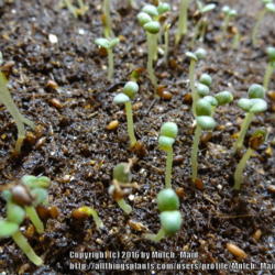 
Date: 2016-02-15
Rosemary (Rosmarinus officinalis) seeds germinating