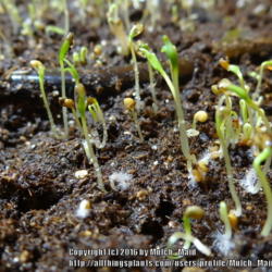 
Date: 2016-02-15
Goji Berry (Lycium barbarum) seeds germinating