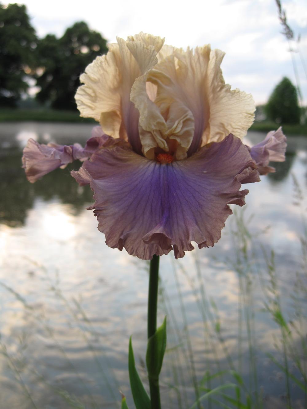 Photo of Tall Bearded Iris (Iris 'Air of Mystery') uploaded by barashka