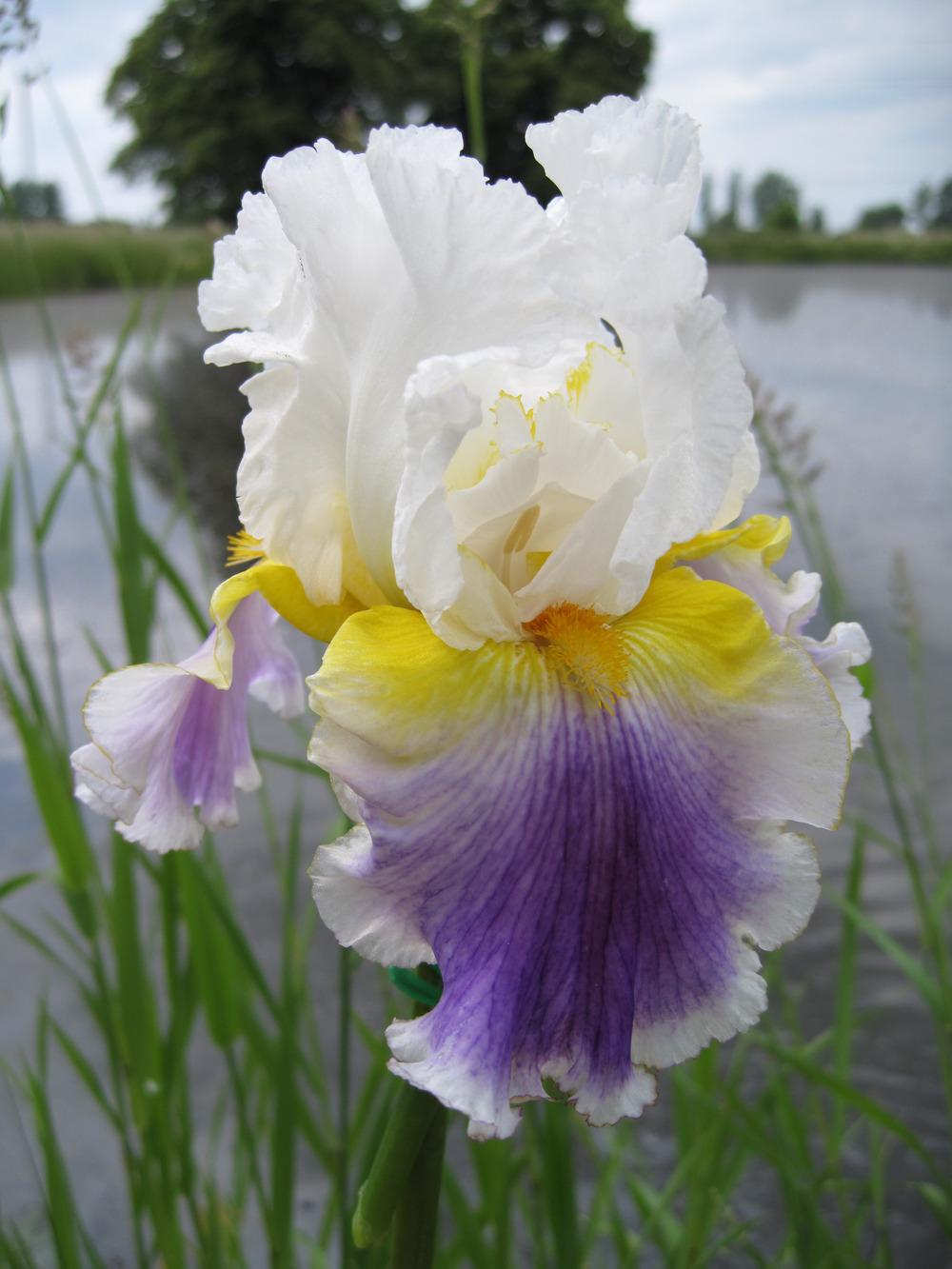 Photo of Tall Bearded Iris (Iris 'Beacon of Light') uploaded by barashka