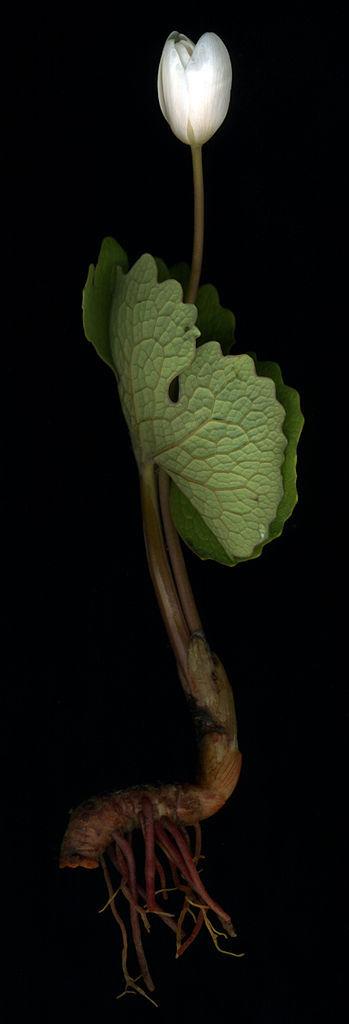 Photo of Bloodroot (Sanguinaria canadensis) uploaded by robertduval14