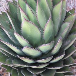 Location: Near Punta Banda, Baja California
Date: 2013-12-18