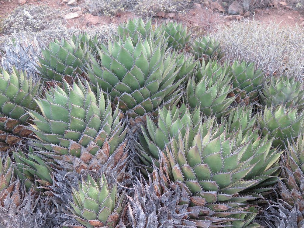 Photo of Shaw's Agave (Agave shawii) uploaded by Baja_Costero