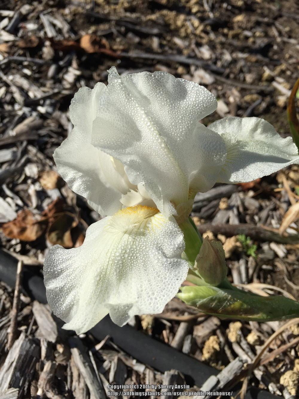 Photo of Intermediate Bearded Iris (Iris 'Low Ho Silver') uploaded by Henhouse