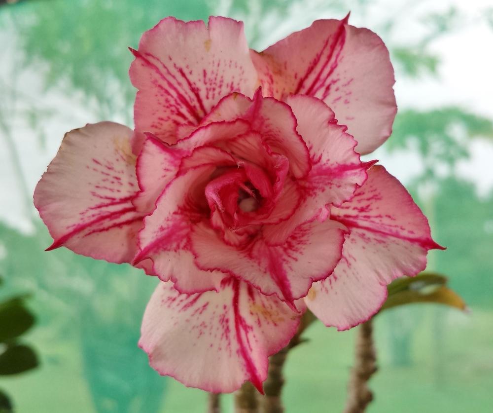 Photo of Desert Rose (Adenium 'Pink Diamond') uploaded by Rainbow
