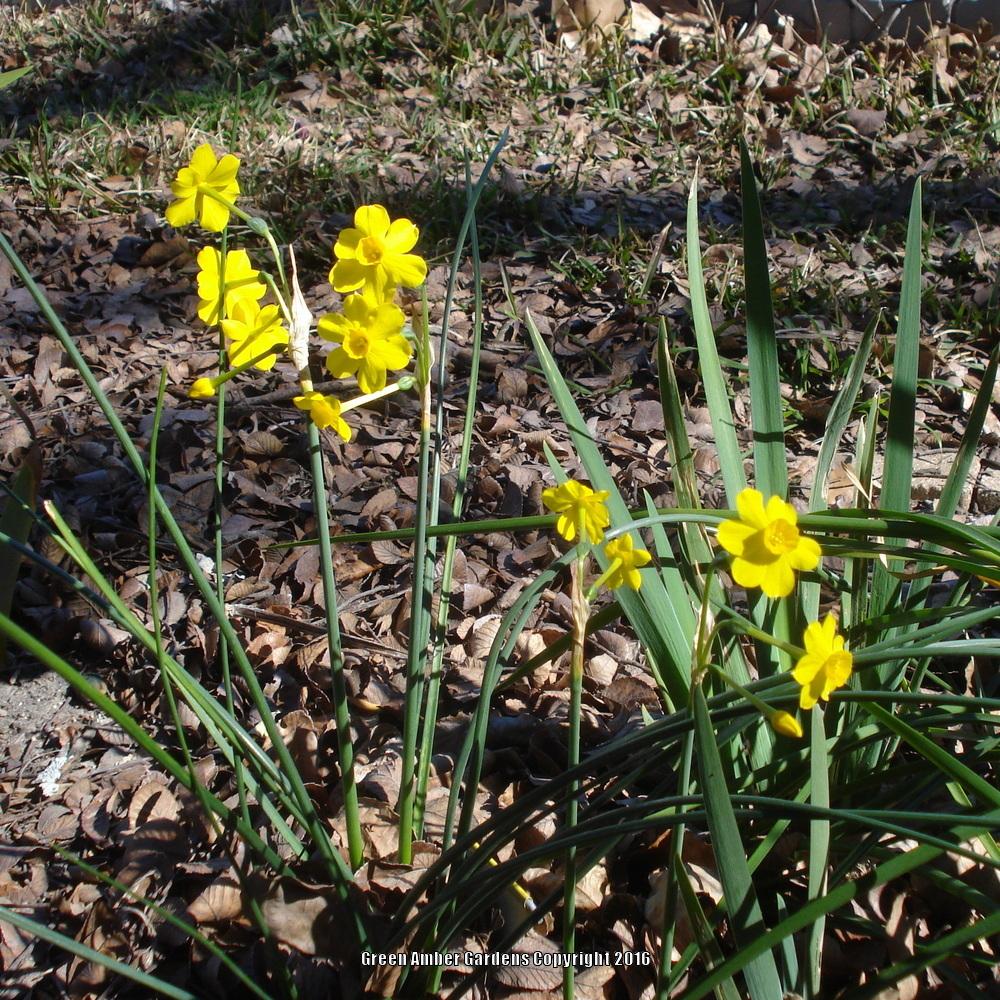 Photo of Species Daffodil (Narcissus jonquilla subsp. jonquilla 'Early Louisiana') uploaded by lovemyhouse