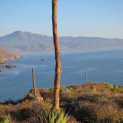 Location: Near Punta Banda, Baja California
Date: 2011-10-02