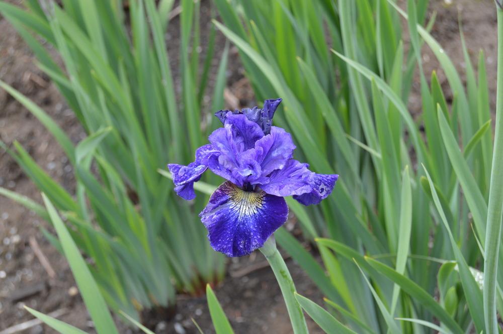 Photo of Siberian Iris (Iris 'Great Falls Love') uploaded by KentPfeiffer
