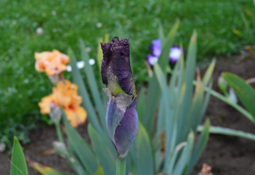 Photo of Tall Bearded Iris (Iris 'Howling at the Moon') uploaded by KentPfeiffer