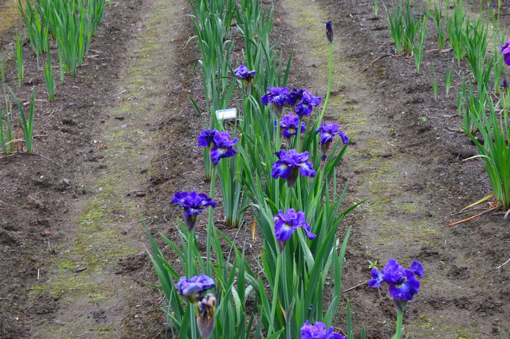 Photo of Siberian Iris (Iris 'Great Falls Love') uploaded by KentPfeiffer