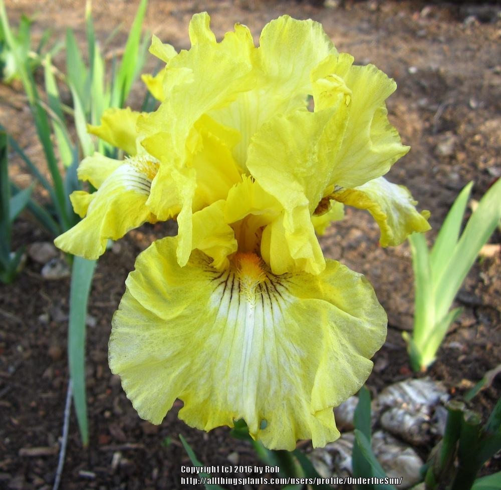 Photo of Tall Bearded Iris (Iris 'Echo Location') uploaded by UndertheSun