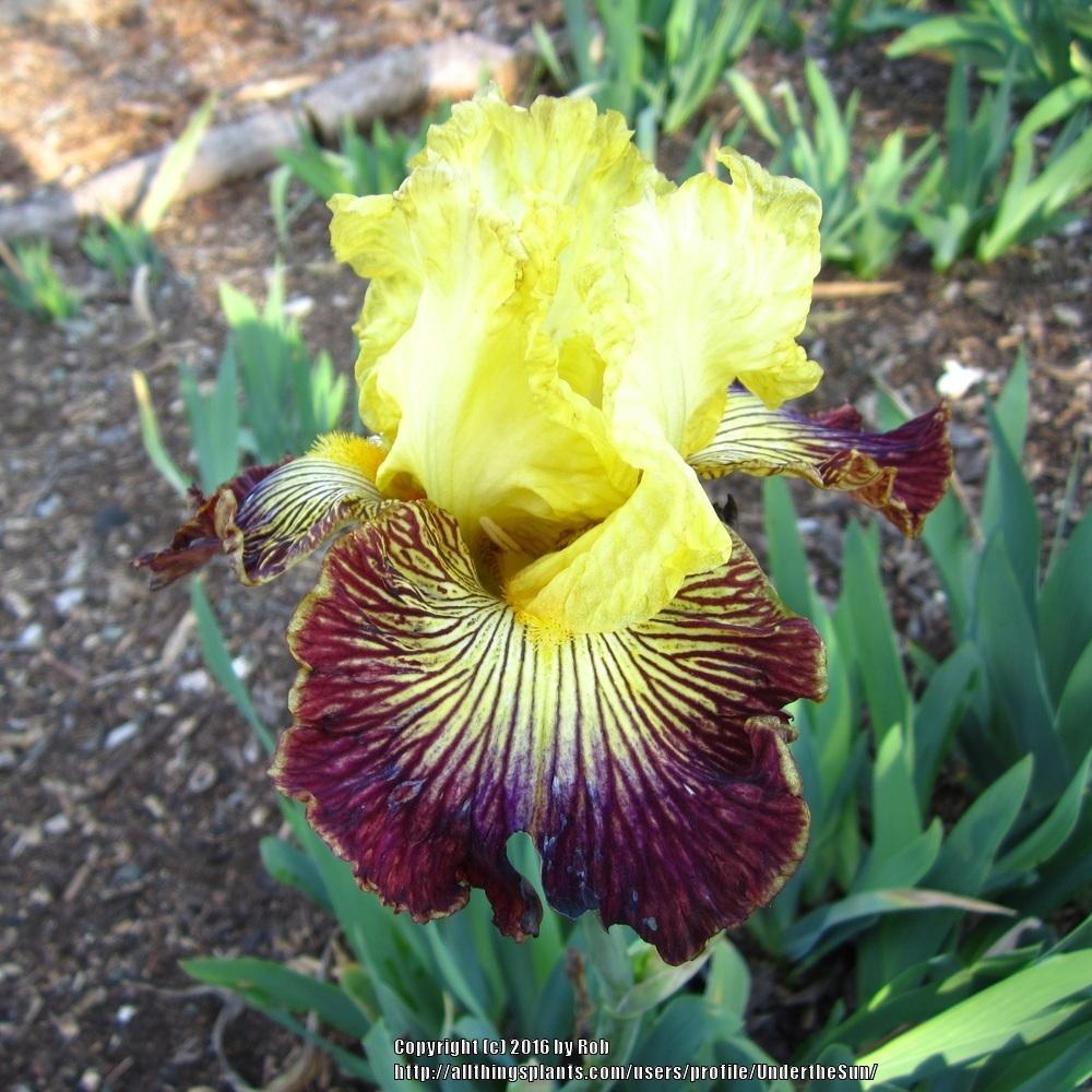 Photo of Tall Bearded Iris (Iris 'Living on the Edge') uploaded by UndertheSun