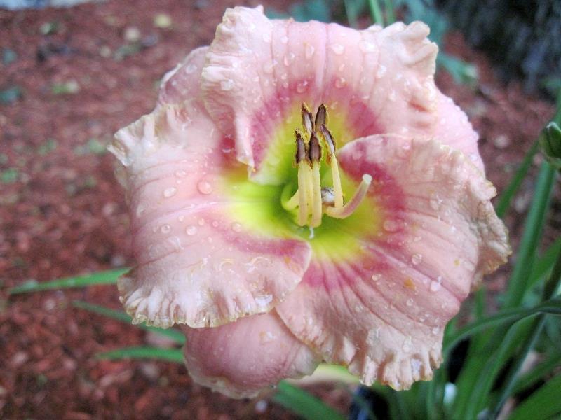 Photo of Daylily (Hemerocallis 'Elegant Candy') uploaded by robertduval14