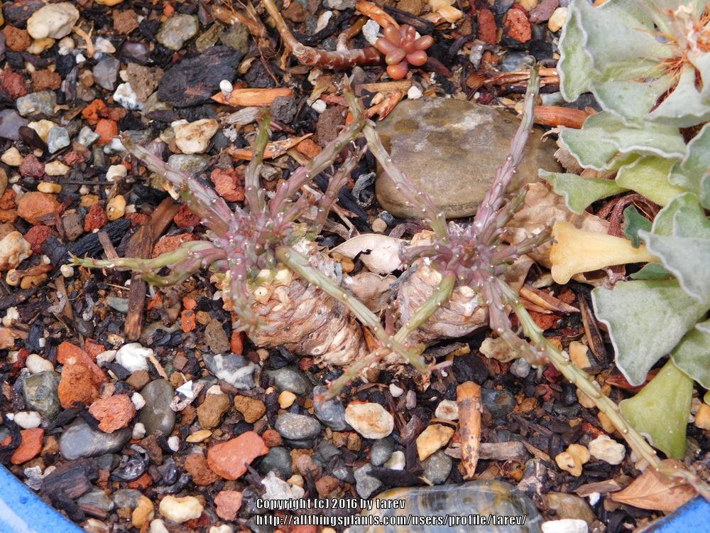 Photo of Medusa's Head (Euphorbia flanaganii) uploaded by tarev