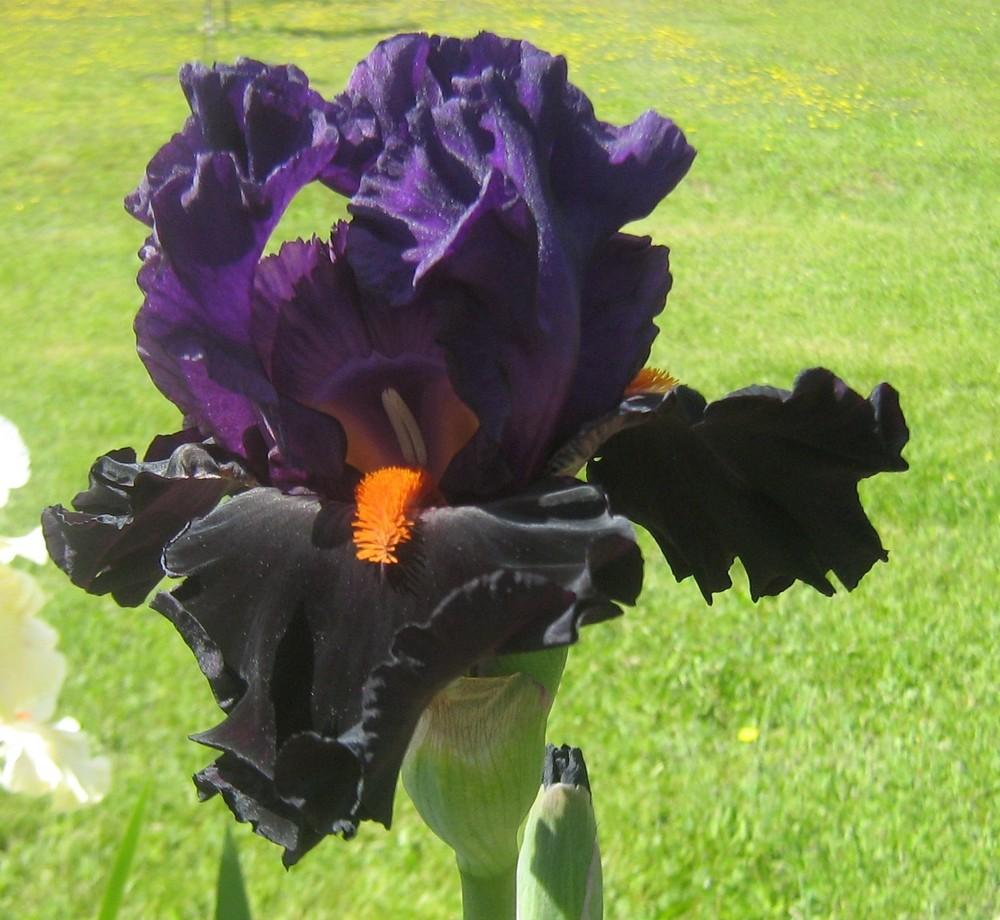 Photo of Tall Bearded Iris (Iris 'Sharp Dressed Man') uploaded by Raven