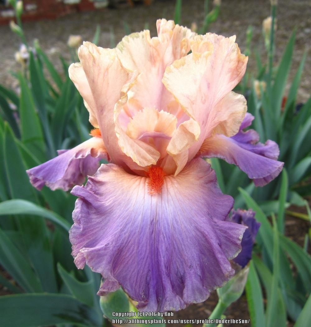 Photo of Tall Bearded Iris (Iris 'Kind Hearted') uploaded by UndertheSun