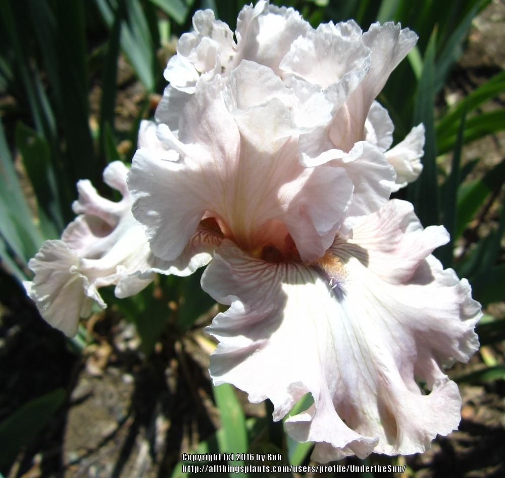 Photo of Tall Bearded Iris (Iris 'Friendly Advice') uploaded by UndertheSun