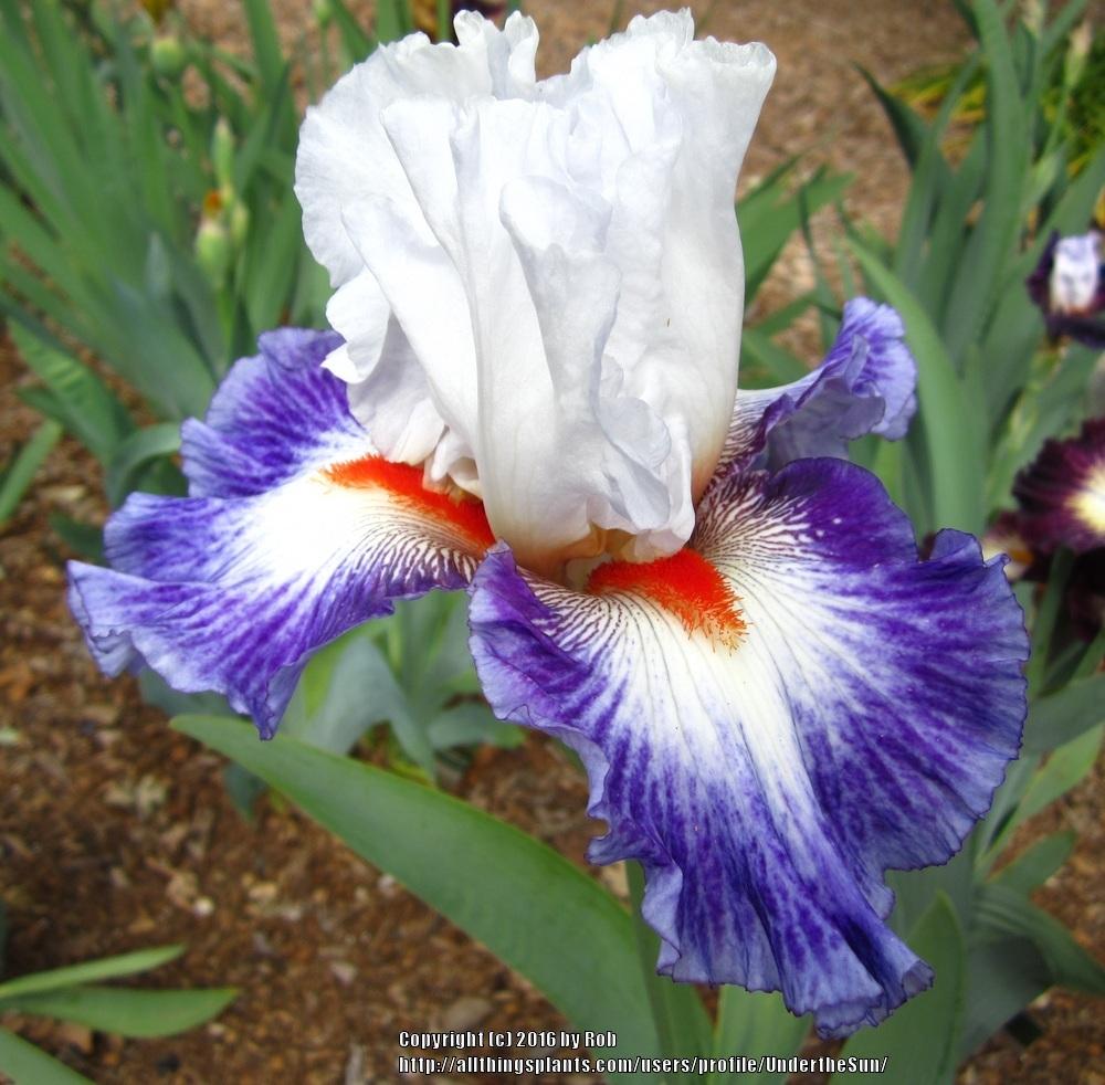 Photo of Tall Bearded Iris (Iris 'Gypsy Lord') uploaded by UndertheSun