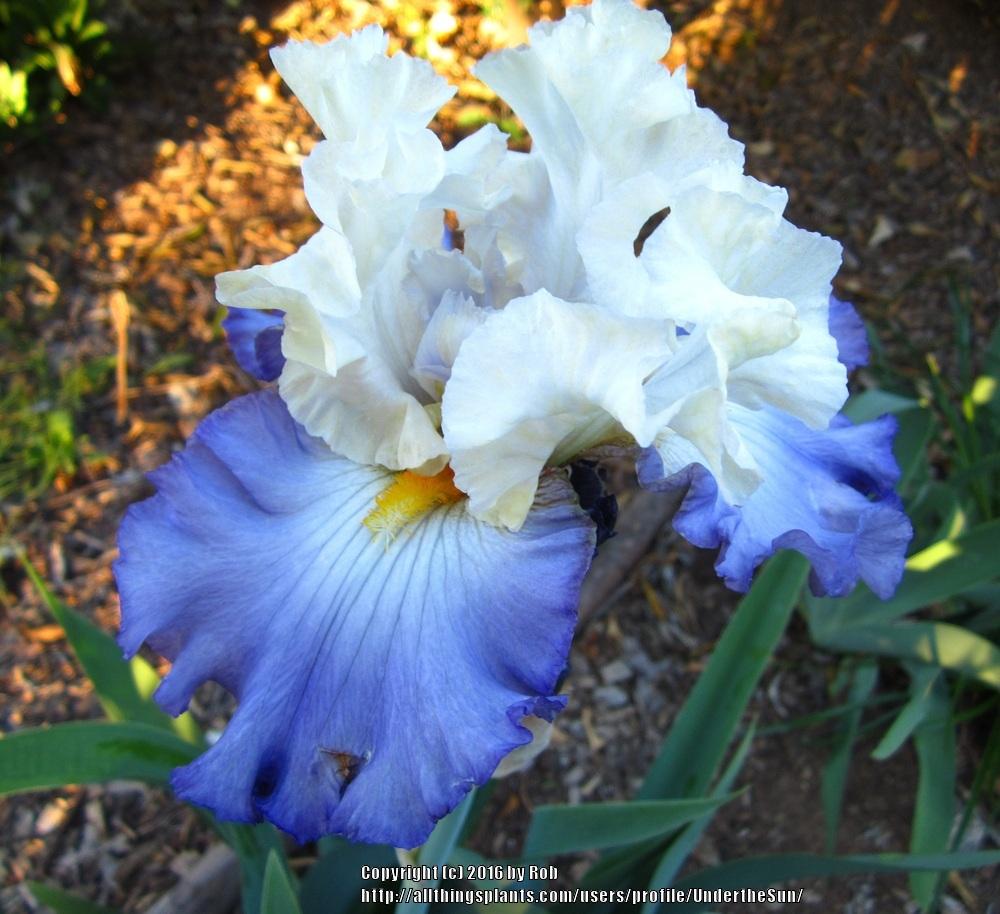 Photo of Tall Bearded Iris (Iris 'Here in Silence') uploaded by UndertheSun