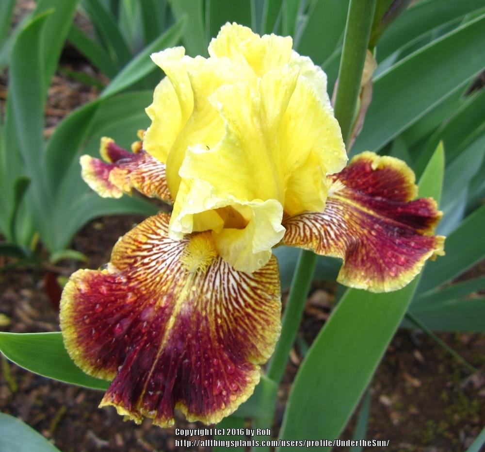 Photo of Tall Bearded Iris (Iris 'French Riviera') uploaded by UndertheSun