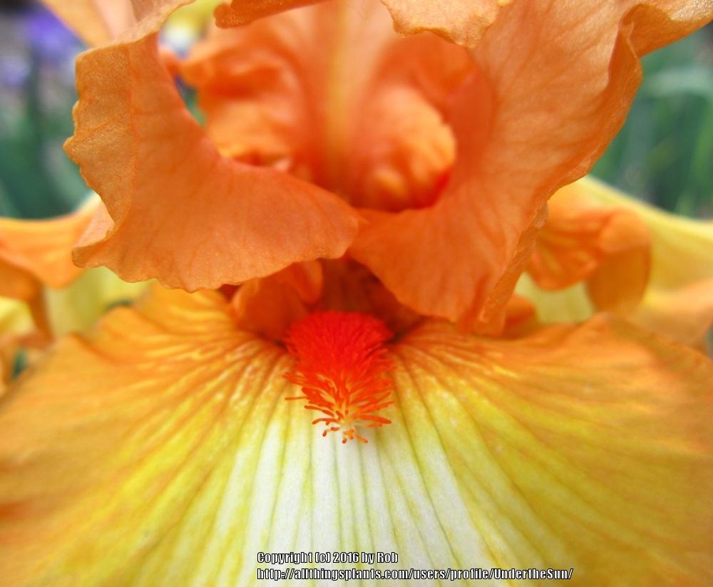 Photo of Tall Bearded Iris (Iris 'Great Balls of Fire') uploaded by UndertheSun