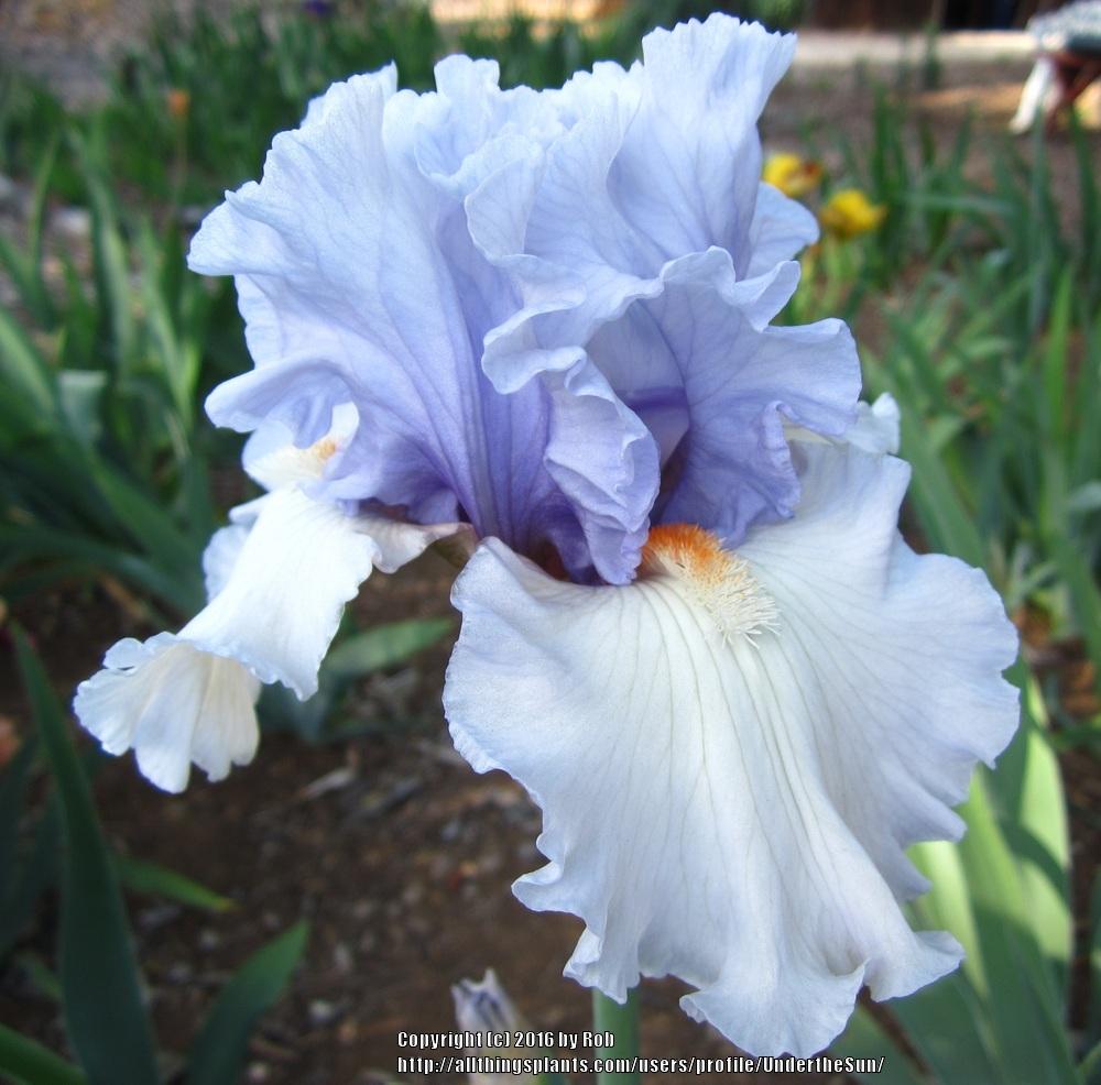 Photo of Tall Bearded Iris (Iris 'Fogbound') uploaded by UndertheSun