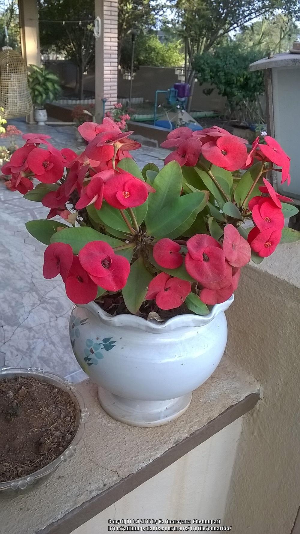 Photo of Crown of Thorns (Euphorbia milii) uploaded by chhari55