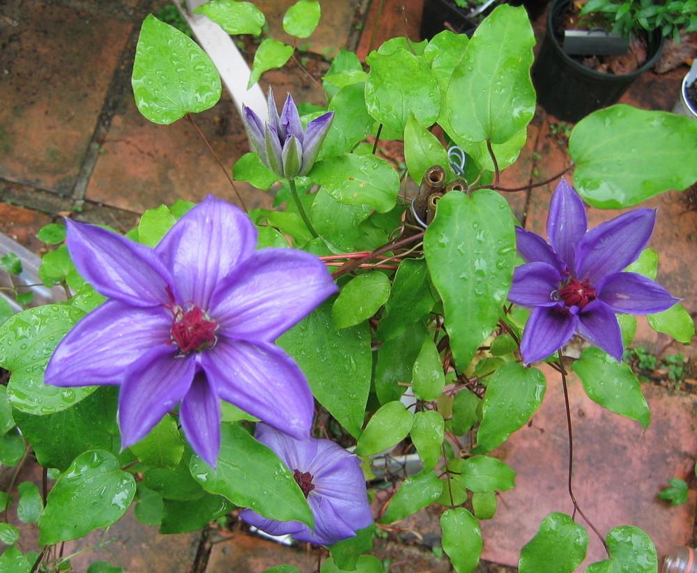 Photo of Clematis 'Ramona' uploaded by greenthumb99
