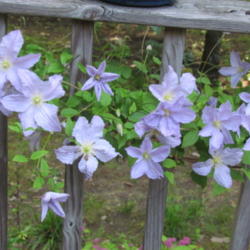 Location: Lucketts, Loudoun County, Virginia
Date: 2012-05-19
Blooms on deck railing
