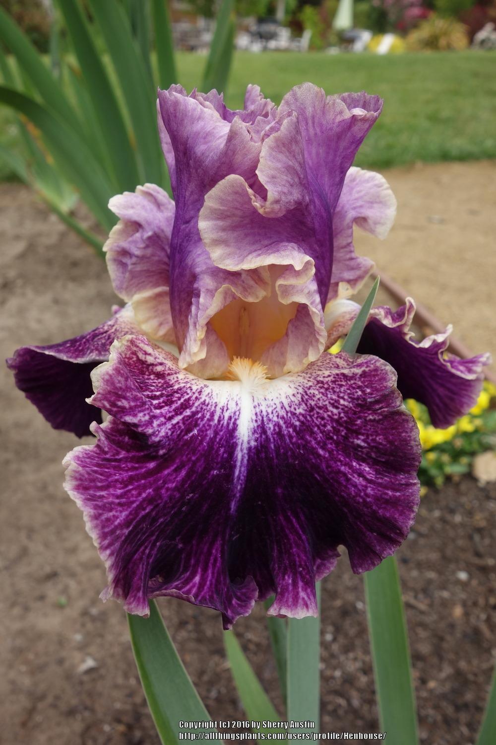 Photo of Tall Bearded Iris (Iris 'Spirit World') uploaded by Henhouse