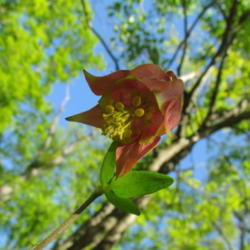 Location: Lucketts, Loudoun County, Virginia
Date: 2013-05-01
View of flower interior