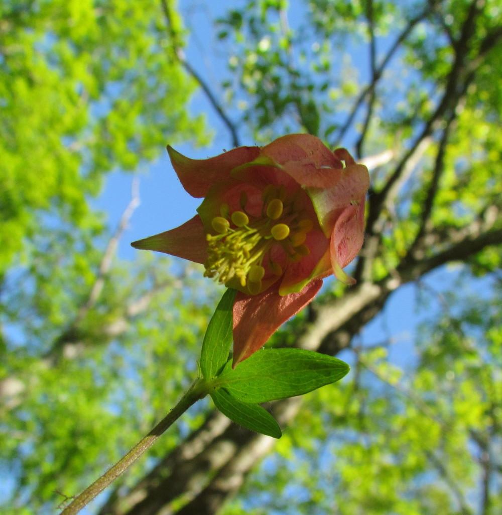 Photo of Eastern Red Columbine (Aquilegia canadensis) uploaded by greenthumb99