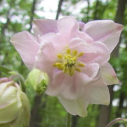 Location: Lucketts, Loudoun County, Virginia
Date: 2013-05-06
View of flower interior