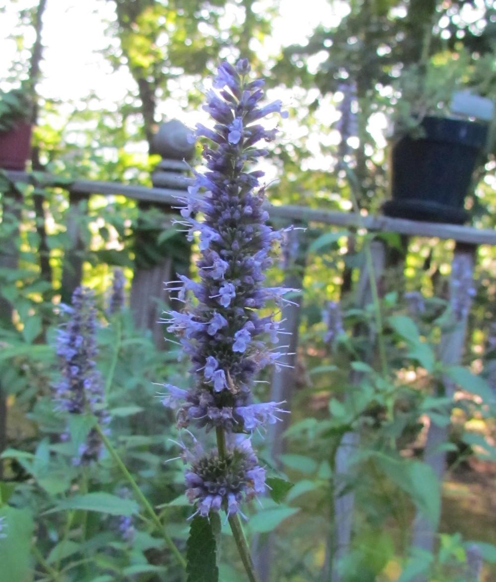 Photo of Giant Hyssop (Agastache rugosa 'Honey Bee Blue') uploaded by greenthumb99