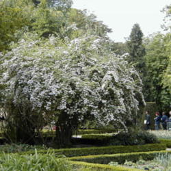 Location: Royal Botanical Garden of Madrid