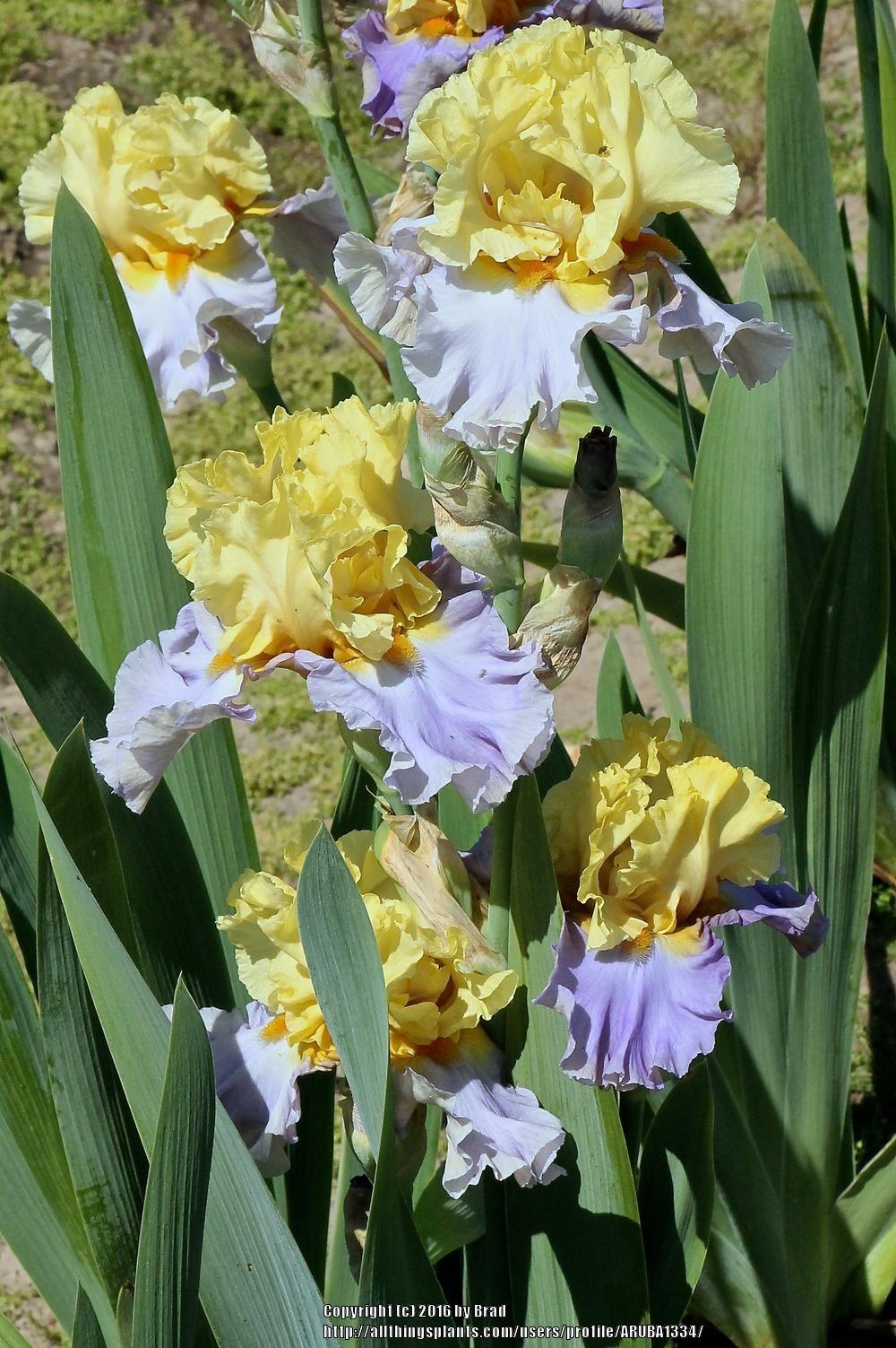 Photo of Tall Bearded Iris (Iris 'Swedish Lullaby') uploaded by ARUBA1334