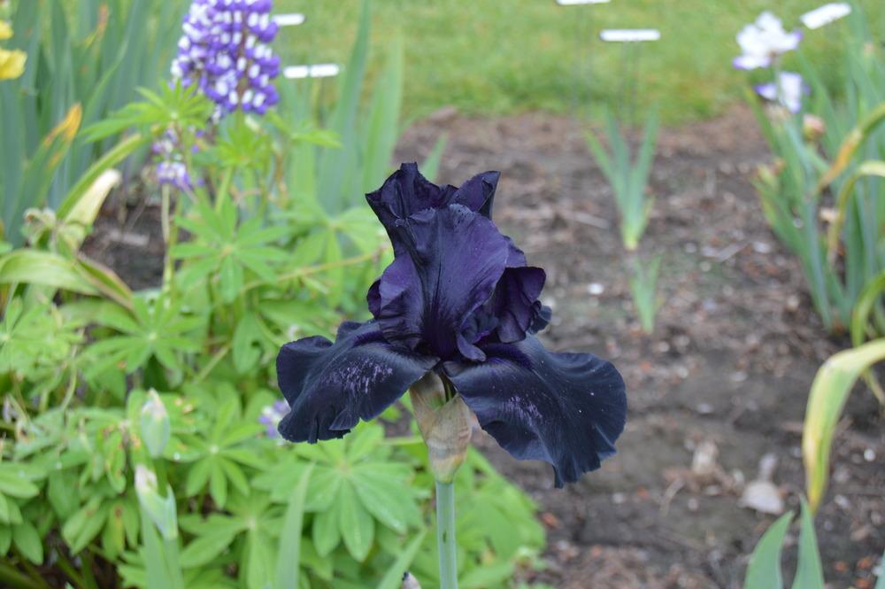 Photo of Tall Bearded Iris (Iris 'Blackwater') uploaded by KentPfeiffer
