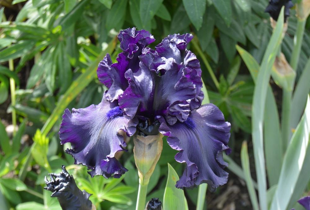 Photo of Tall Bearded Iris (Iris 'All Night Long') uploaded by KentPfeiffer