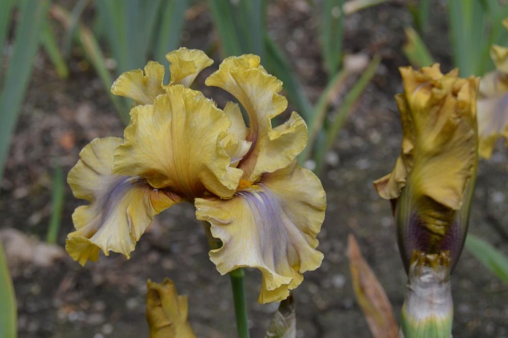 Photo of Tall Bearded Iris (Iris 'Bamboo Shadows') uploaded by KentPfeiffer