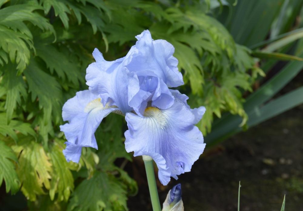 Photo of Tall Bearded Iris (Iris 'Babbling Brook') uploaded by KentPfeiffer
