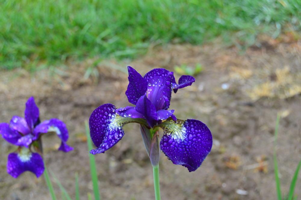 Photo of Siberian Iris (Iris 'Teal Velvet') uploaded by KentPfeiffer