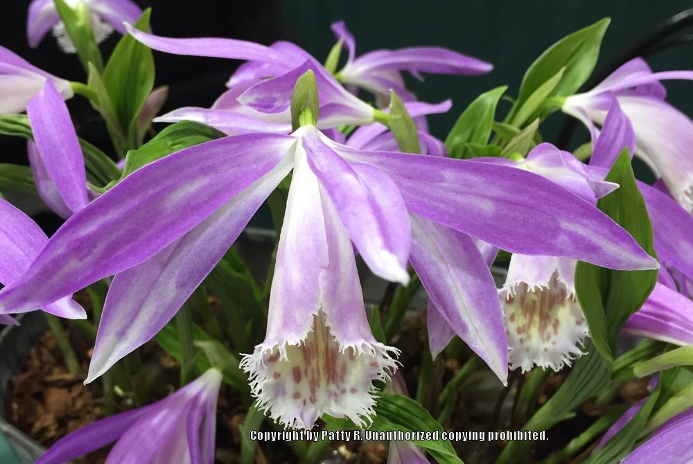 Photo of Windowsill Orchid (Pleione formosana) uploaded by Patty