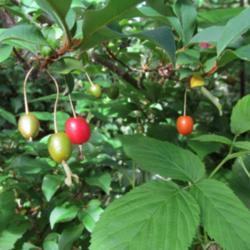 Location: Seattle, WA
Date: 2015-06-03
Goumi ripenning with leaves.