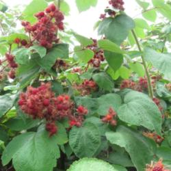 Location: Seattle, WA
Date: 2011-08-11
Wineberries growing with leaves.