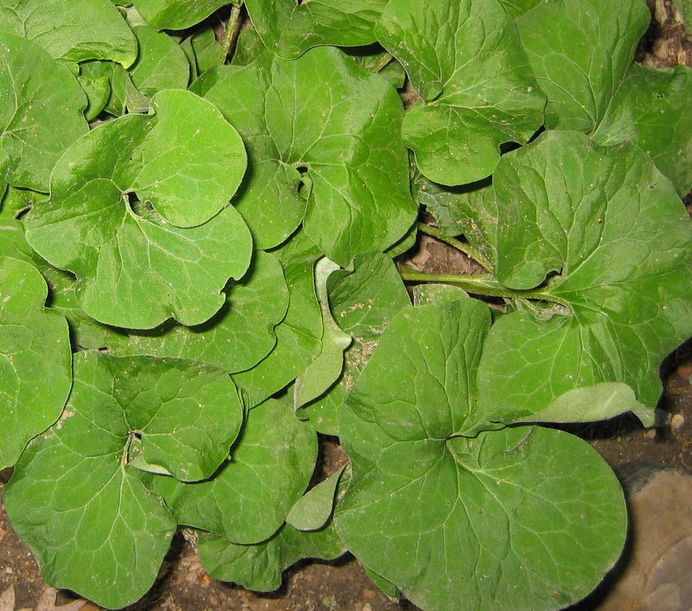 Photo of Wild Ginger (Asarum canadense) uploaded by greenthumb99