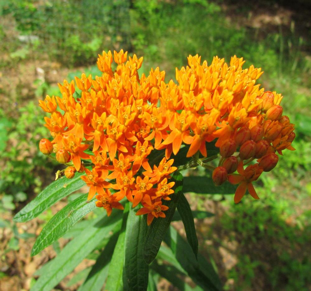 Photo of Butterfly Milkweed (Asclepias tuberosa) uploaded by greenthumb99