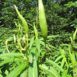 Location: Lucketts, Loudoun County, Virginia
Date: 2014-07-17
Developing seed pods, note that they stand vertical