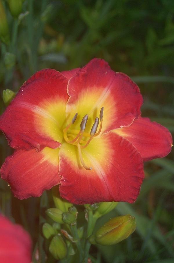 Photo of Daylily (Hemerocallis 'Forever Redeemed') uploaded by pixie62560