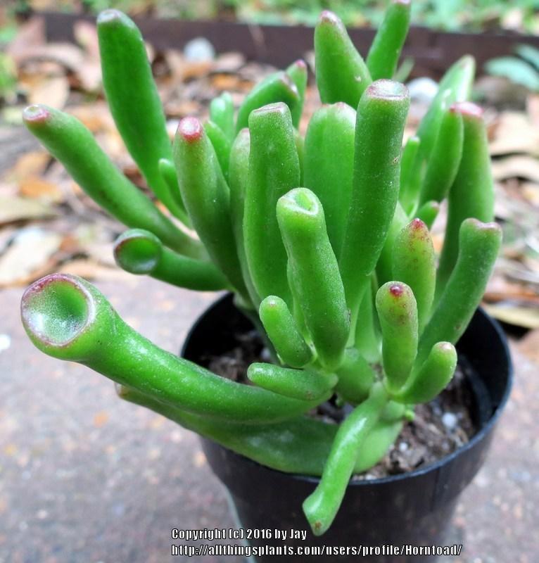 Photo of Finger Jade (Crassula ovata 'Gollum') uploaded by Horntoad