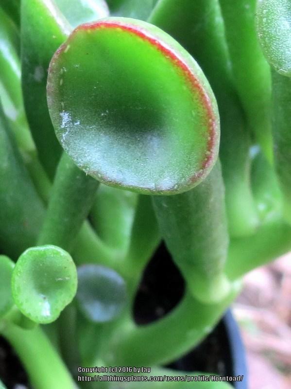 Photo of Jade Plant (Crassula ovata 'Ogre Ears') uploaded by Horntoad
